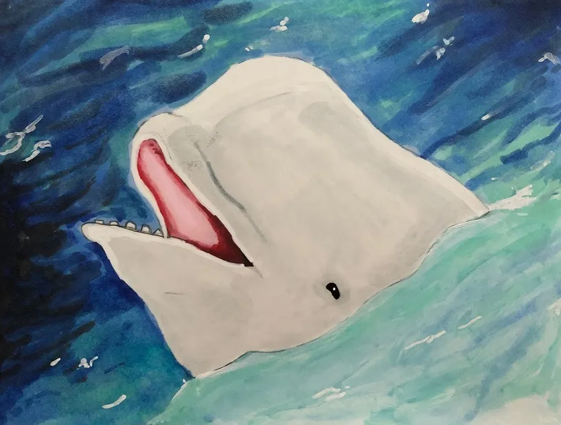 Drawing of beluga by Ethan Meitz