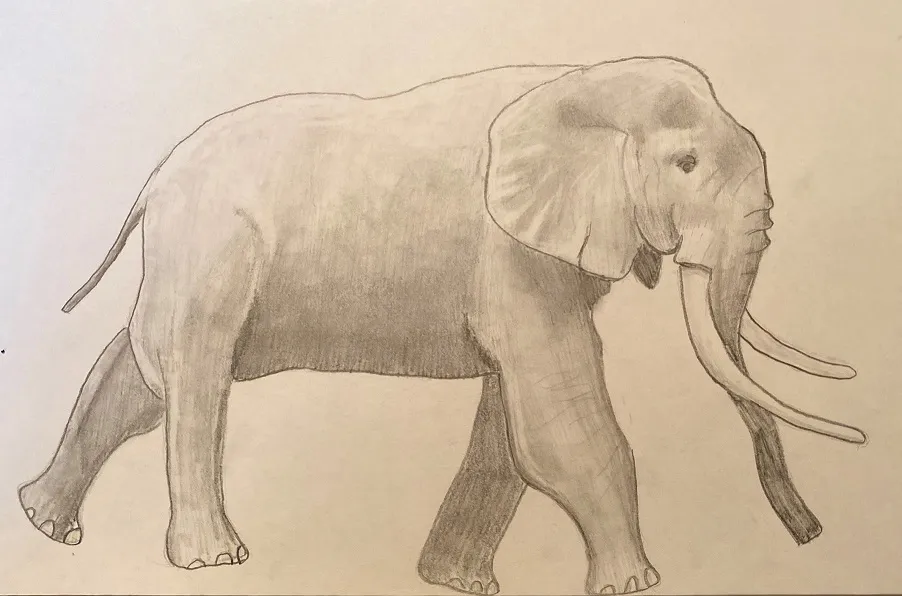Drawing of elephant study by Ethan Meitz