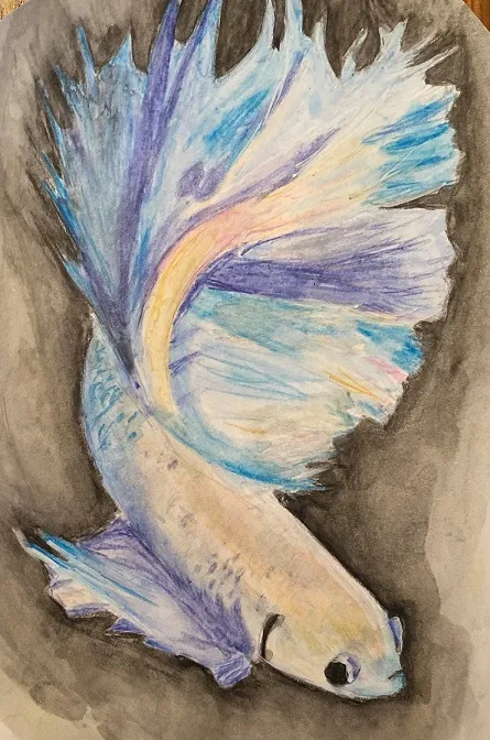 Watercolor of betta fish by Ethan Meitz