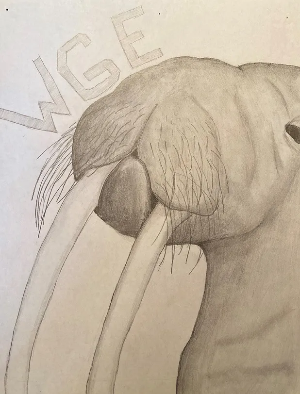 Drawing of walrus by Ethan Meitz